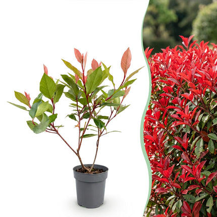 Photinia fraseri Little Red Robin - Glansmispel - 40x Haagplanten - Groenblijvend - Rood - Pot 9cm - Hoogte 25-35cm