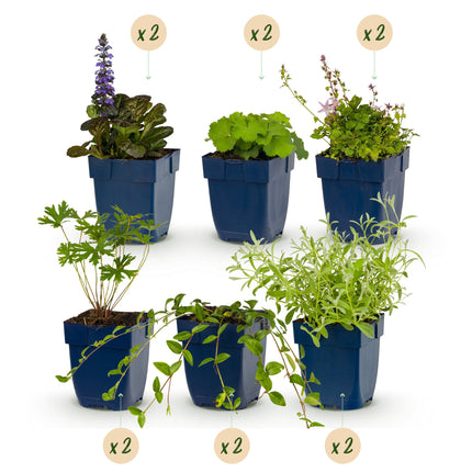 Borderpakket - Bodembedekend - Diversen - Soorten en kleuren - 12 Planten - Pot 11cm - Hoogte 15-25cm