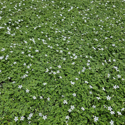 Isotoma Fluviatilis 'Alba' - Blauwe Grondkruiper - ↕10-25cm - Ø9cm - 12x