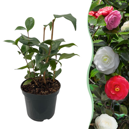 Camélia Japonica Tricolore - Fleurs Roses, Blanches et Rouges - ↕30cm - Ø15cm