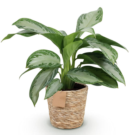 Aglaonema Silver Bay - Silver Leaf - with basket - ↕70-75cm - Ø17cm