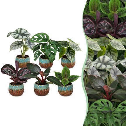 Baby Planten Jungle Mix - Diversen 3x - Tropisch - incl. Copper Reef - Ø6cm - ↕10-15cm