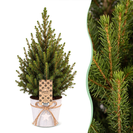 2x Picea glauca Conica - Kegelspar - Groen - Kerstboom - incl. zinken pot - Ø17cm - ↕65cm