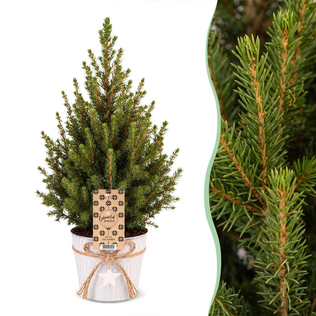 2x Picea glauca Conica - Kegelspar - Groen - Kerstboom - incl. zinken pot - Ø17cm - ↕65cm
