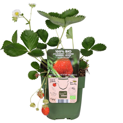 Fragaria x ananassa Delizzimo - Aardbeiplant - ↕45cm - Ø13cm
