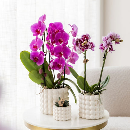 Kolibri Orchids | Combi Deal - 2 Paarse Phalaenopsis Orchideeën Niagara Fall Free Ride - Ø12 cm