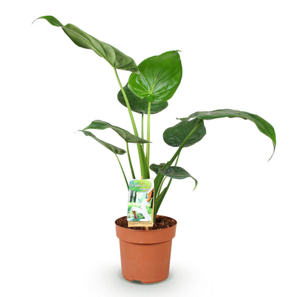Alocasia Cucullata - Boeddha's Hand - ↕60-65cm - Ø17cm