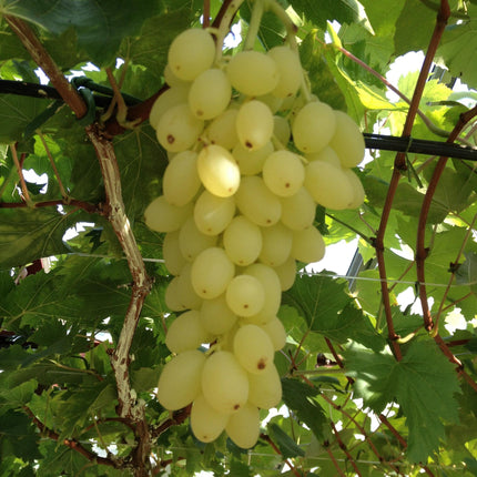 Vitis vinifera Lakemont - Vid - Resistente - Uva dorada - 2 plantas - Maceta de 15 cm - Altura 50 cm