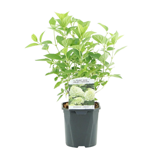 Ortensia Paniculata Limelight - Fiore bianco crema - 1 pianta - Decidua - Fiori grandi - Vaso 17 cm, altezza 50 cm