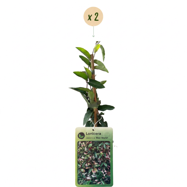 Lonicera jap. 'Red World' - Japanse kamperfoelie 2x - Rood - Roze - Klimplant - Ø9cm - ↕35cm