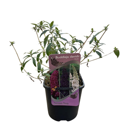 Schmetterlingsstrauch (Buddleja davidii Tricolour) – Rosa, weiße und violette Blüten – 3 Pflanzen – 1 m² – ↕30 cm – Ø17 cm
