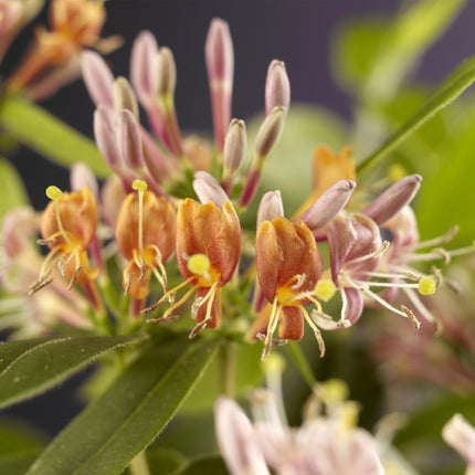 Lonicera Henryi - Fiore rosa - Caprifoglio - ↕40cm - Ø11cm - 2x