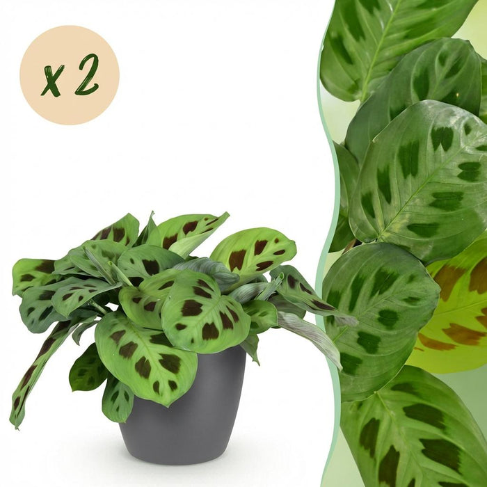 Maranta Fascinator Kerchoveana - Zebraplant - met grijze plantenpotten - ↕25cm - Ø12cm - 2x