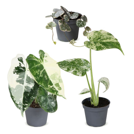 Baby Planten Variegata Mix - Diversen 3x - Tropisch - Ø6cm - ↕10-15cm