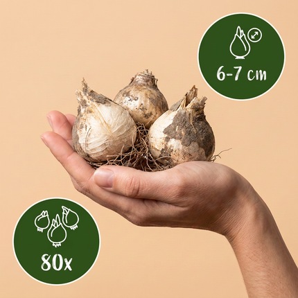 80x Allium Ping Pong - Bloembollen - Sierui Ping Pong - Wit - Zomerbloeier - Bolmaat 6/7