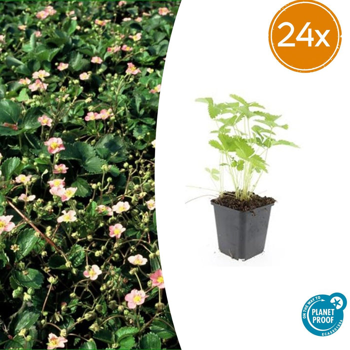 Fragaria vesca - ↕10-25cm - Ø9cm - 24x