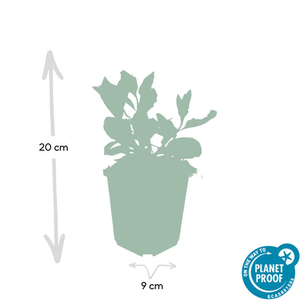 Aster ageratoides 'Asran' - ↕10-25cm - Ø9cm - 24x