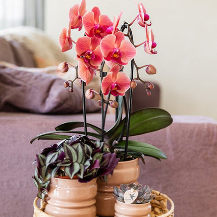 Kolibri Home | Noma sierpot - Oudroze - Ø6cm