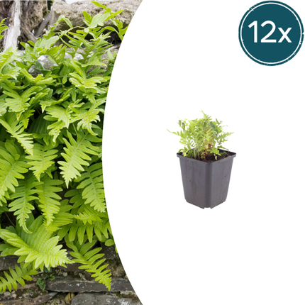Polypodium vulgare - Helecho de roble - ↕10-25cm - Ø9cm - 12x