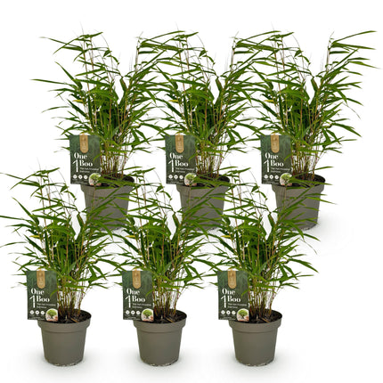 Bamboe - Fargesia Rufa - Niet Woekerend - Groen - ↕35cm - Ø14cm - 6x