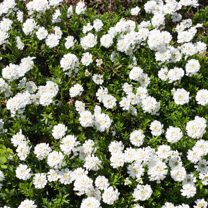 Flor torcida - Iberis sempervirens 'Schneeflocke' - ↕10-25cm - Ø9cm - 48x