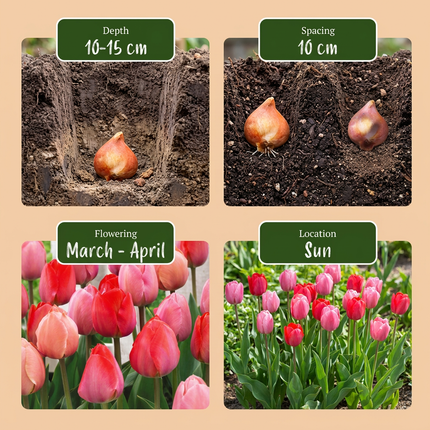 160x Tulipa Pink - Red - Bloembollen - Tulp - Roze en Rood - Voorjaarsbloeier - Bolmaat 10/12
