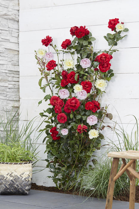 Rosa Crazy in love 'Pink' - Roze Roos - ↕65cm - Ø15cm