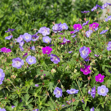 Borderpakket - Bodembedekkend - 24 Vaste planten - 3 m2 - Diversen kleuren - Weinig Onderhoud - Ø11cm