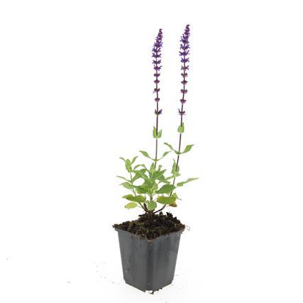 Salvia Nemorosa 'Caradonna' - Waldsalbei - ↕10-25cm - Ø9cm - 48x
