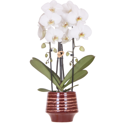 Storczyki kolibri | Biała orchidea Niagara Falls + bordowa doniczka dekoracyjna Moonstone – Ø12 cm