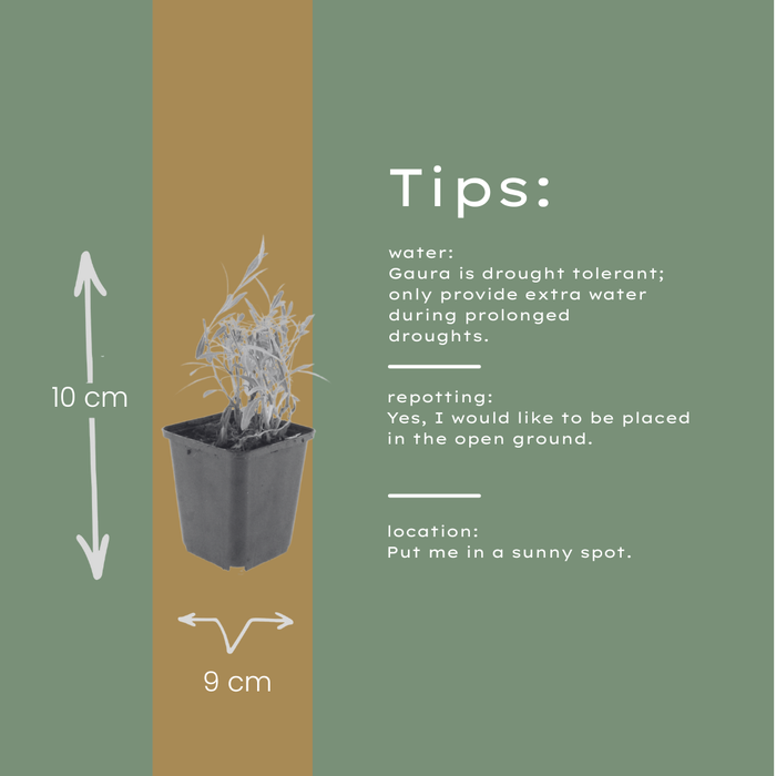 48x Gaura lindheimeri - ↕10-25cm - Ø9cm