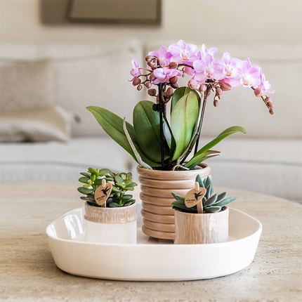 Kolibri Home | Doniczka dekoracyjna w kształcie drzewa - Piasek - Ø6 cm