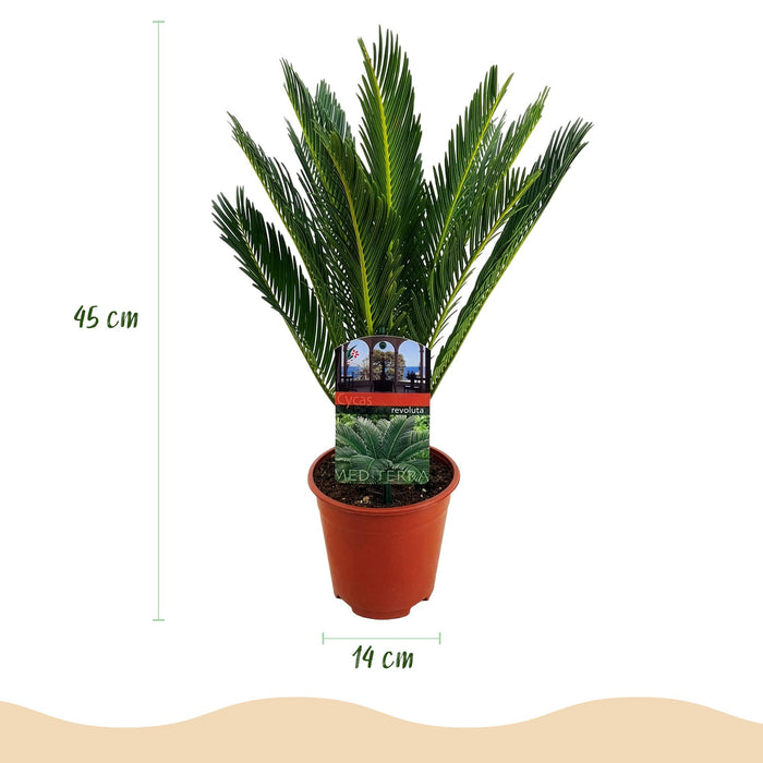 Cycas revoluta - Palmvaren - ↕45cm - Ø14cm