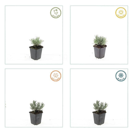 Lavandula int. 'Edelweiss' - ↕10-25cm - Ø9cm - 24x