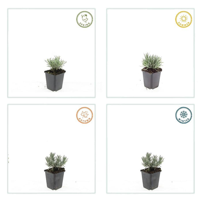 Lavandula int. 'Edelweiss' - ↕10-25cm - Ø9cm - 24x