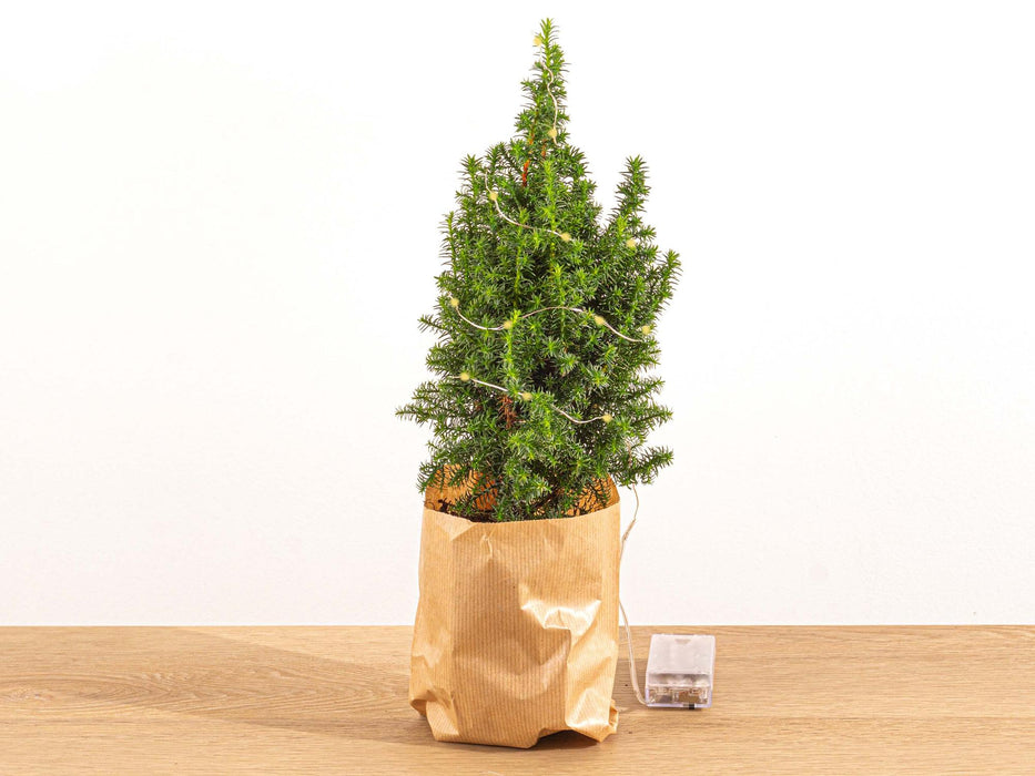 Mini Christmas Tree - Chamaecyparis - ↕25-30cm + Lights