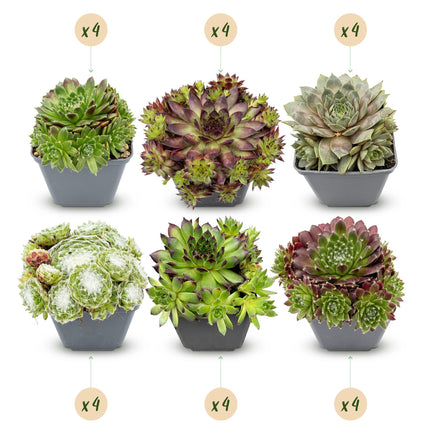 Sempervivum Big Sam - Ø7cm - ↕10-12cm - 24x