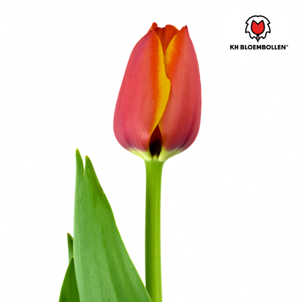 Bulbes de tulipes Dafeng – Lot de 20 | KH Flower Bulbs® | Tulipe orange – Grandes fleurs et élégante – Pour jardin ou pot – Calibre 11/12 – Fraîchement cueillies par le producteur !