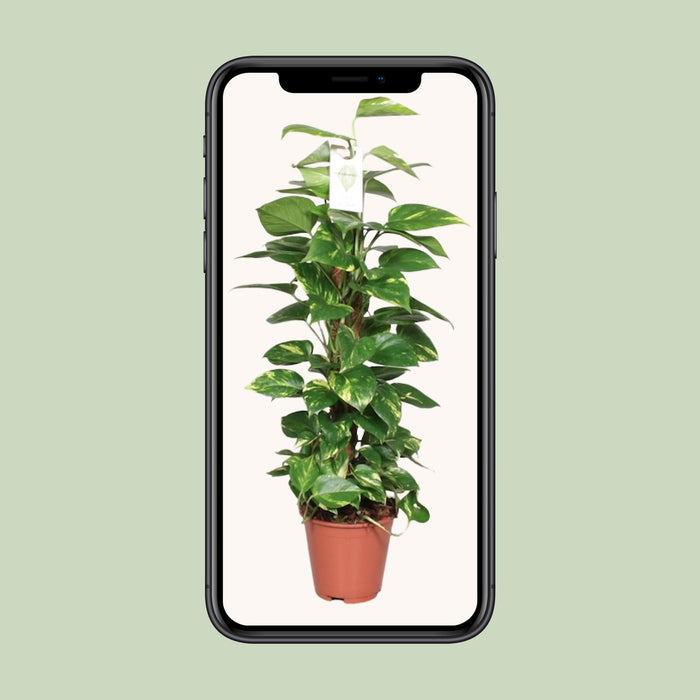 Epipremnum Pinnatum Mosstok - Scindapsus - ↕80cm - Ø19cm