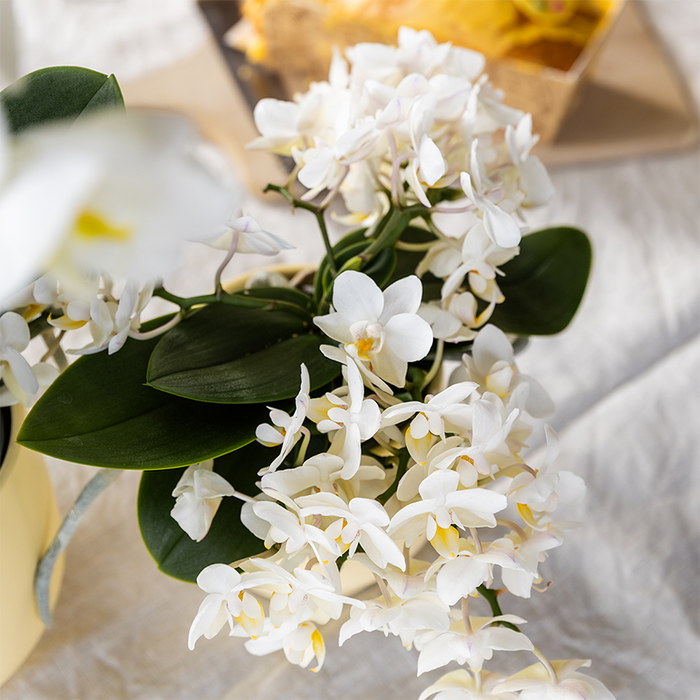 Kolibri Orkideer | Valmue Orange Nazare Plantesæt | Hvid Nazare orkidé Ø9cm + grøn plante Ø6cm inkl. dekorative potter