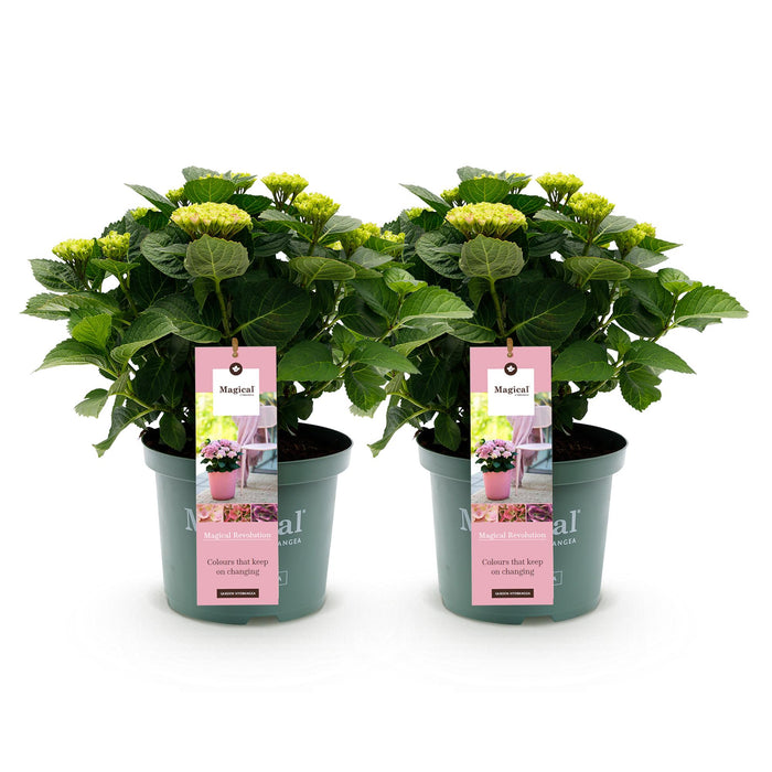 Terrasplant - Hortensia - Hydrangea Magical Revolution Pink - Pink - 6-10 Bloemen - 2 Planten - Pot 23cm Hoogte 55cm