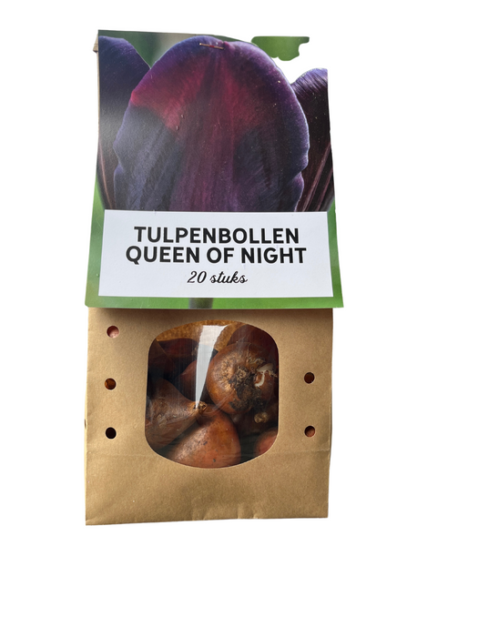 Queen of Night - Tulpenbollen 20 stuks