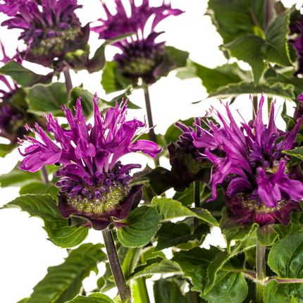 Monarda Didyma Viola Ø19cm - ↕45 - 60cm
