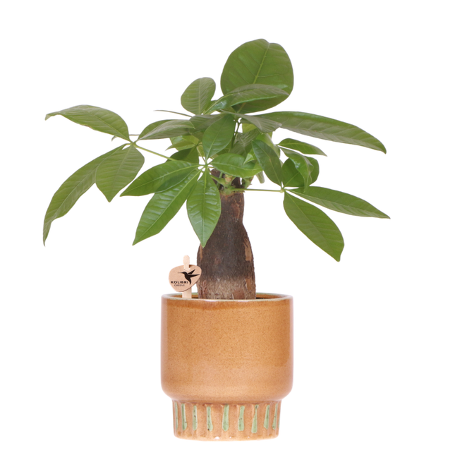 Kolibri Greens | Pachira + Bold Ø9 cm – grøn stueplante med dekorativ potte