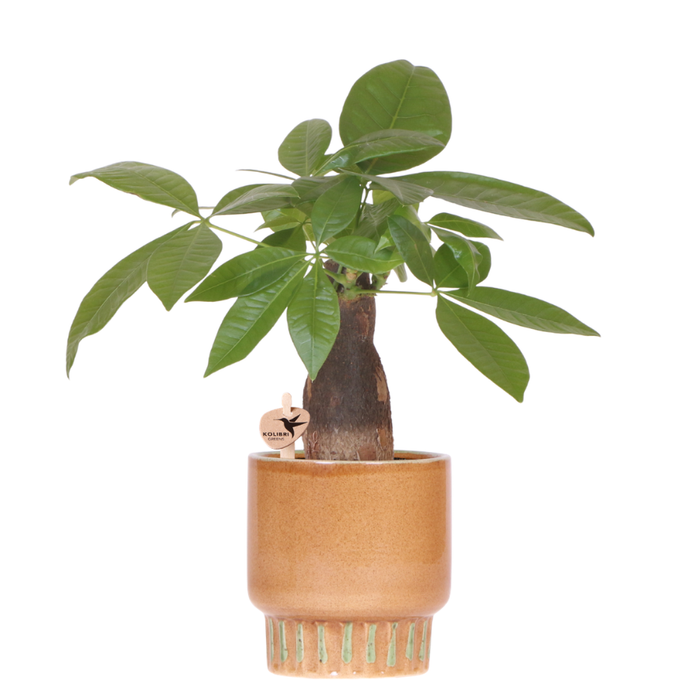 Kolibri Greens | Pachira + Bold Ø9 cm – green houseplant with decorative pot