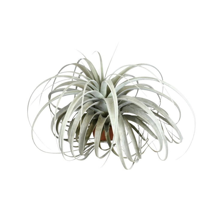 Tillandsia Xerographica - ↕30cm - Ø45cm