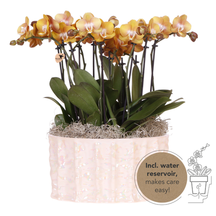 Kolibri Orchids | Orange Mono Bouquet Jewel Las Vegas i Oyster-fad