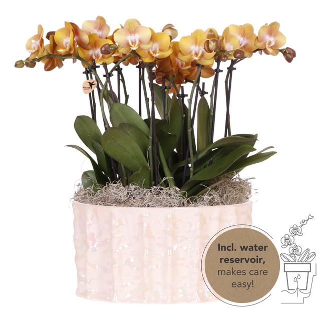 Kolibri Orchids | Oranje Mono Bouquet Jewel Las Vegas in Oyster Dish