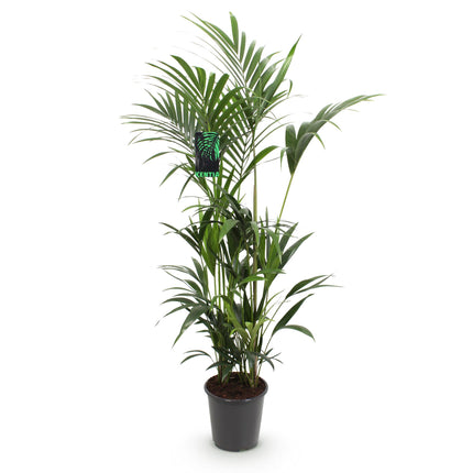 Howea Forsteriana - Kentia Palm - ↕160-170cm - Ø27cm