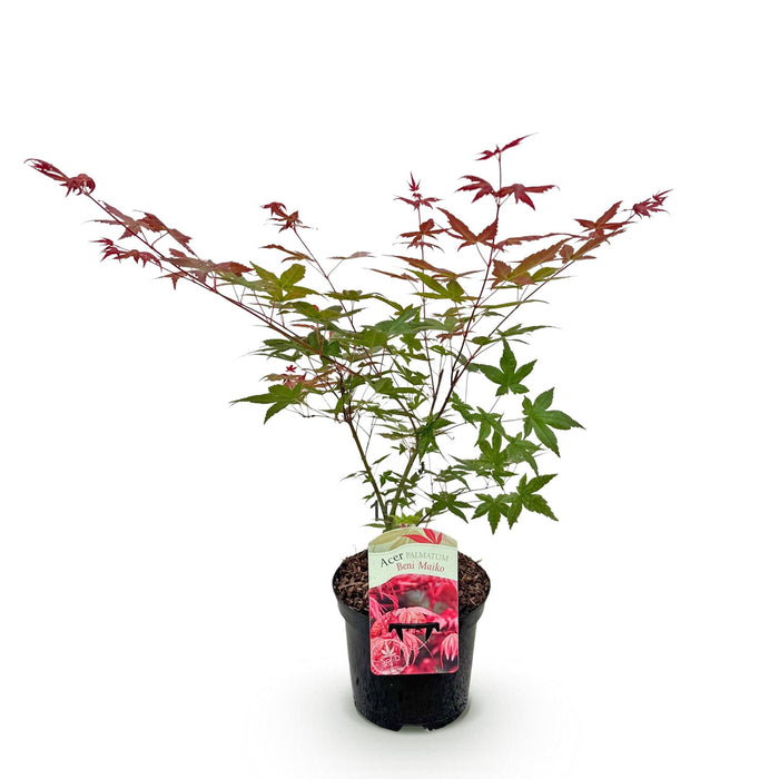 Terrasplant - Japanse Esdoorn - Acer palmatum Beni Maiko - Rood - Bladverliezend - ↕70cm - Ø19cm